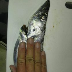 台風接近の中、名田屋で太刀魚