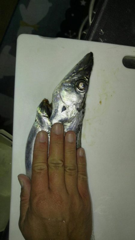 台風接近の中、名田屋で太刀魚