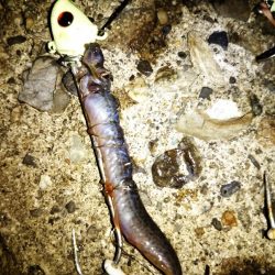 刀狩り！良型があがりました！