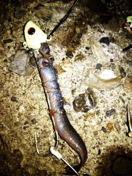 刀狩り！良型があがりました！