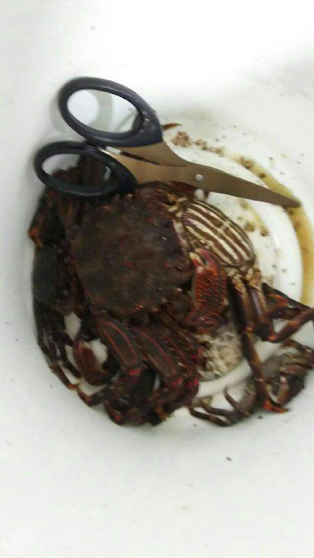 胴突きでカワハギ、穴からカニ