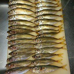 アジング時々ワインド