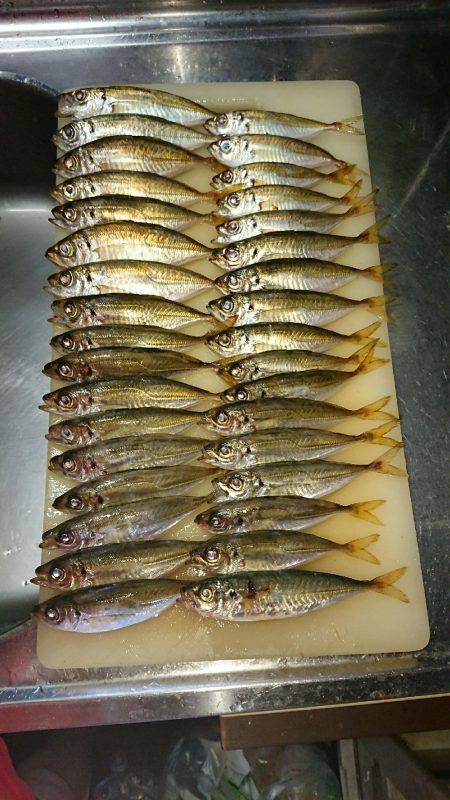 アジング時々ワインド