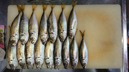 雨上がりアジング