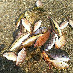 カワハギ食用サイズ、チャリコ猛攻。