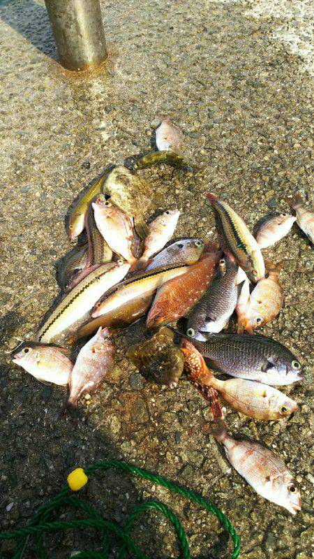 カワハギ食用サイズ、チャリコ猛攻。