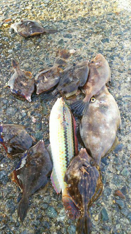 カワハギ釣れすぎ、食べきれない。