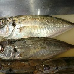 アジングでタチウオ