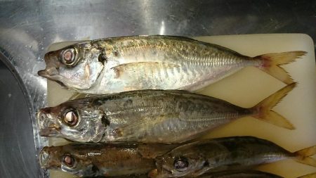 アジングでタチウオ