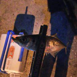 バイト終わりにアジング