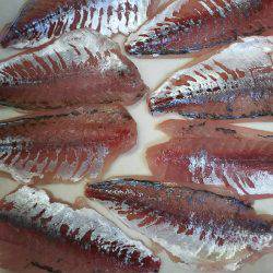 今月一発目のアジング。