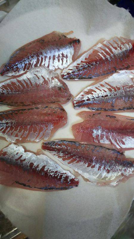 今月一発目のアジング。