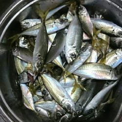 ファミリーフィッシング！