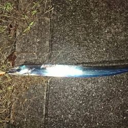 サゴシとつ抜けタチウオ