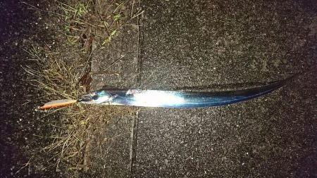 サゴシとつ抜けタチウオ