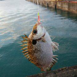 ワームでオオモンハタ