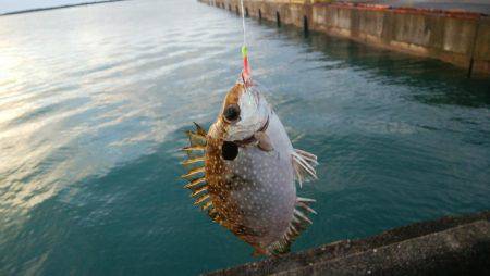 ワームでオオモンハタ