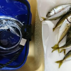 アジングのはずが