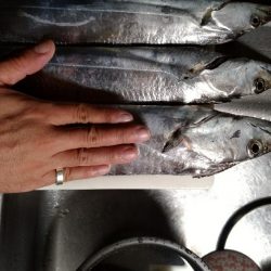 太刀魚行ってきました。