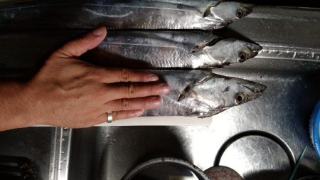 太刀魚行ってきました。
