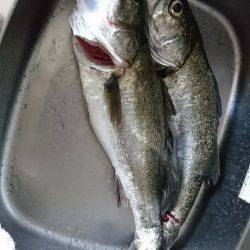 ボラの群れの中から