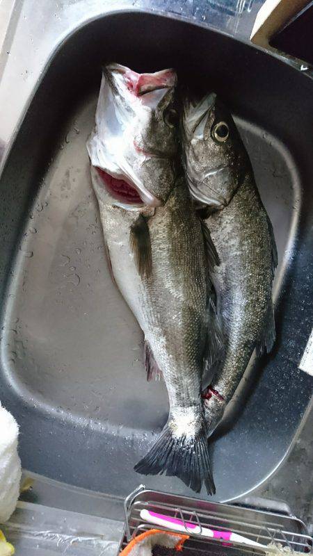 ボラの群れの中から