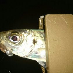 台風前のアジング