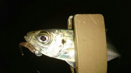 台風前のアジング