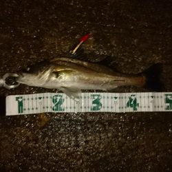 台風後！シーバス祭り！！