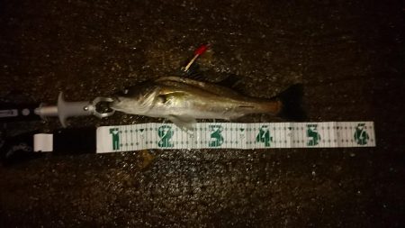 台風後！シーバス祭り！！