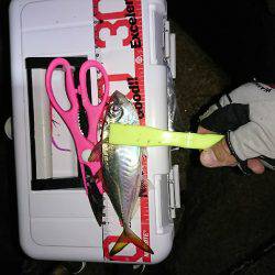 メバルの始まりか！