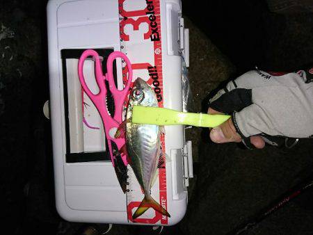 メバルの始まりか！