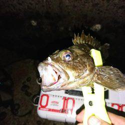 アジング後の青物狙い