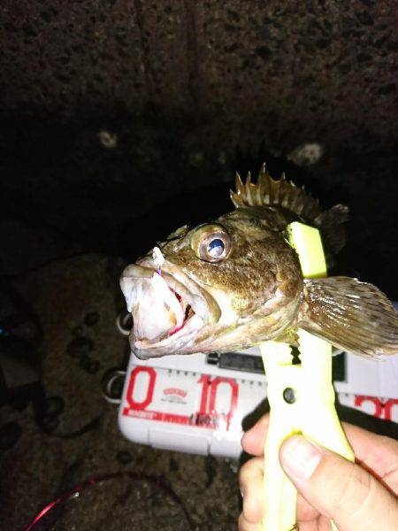 アジング後の青物狙い