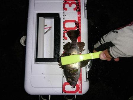 ライトゲームのちタチウオ