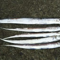 ドラゴンきたー！