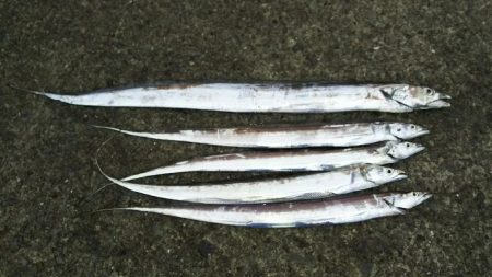 ドラゴンきたー！