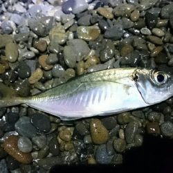 サーフアジング