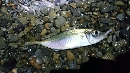 サーフアジング