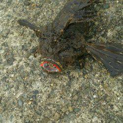 デイライトゲーム。