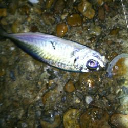 0.3gの差で釣果にも差が出るアジング