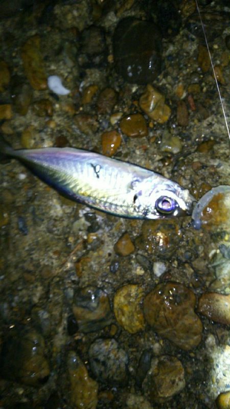 0.3gの差で釣果にも差が出るアジング