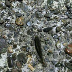 仕事帰りにタッチー調査。