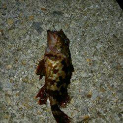 アジング中毒!!