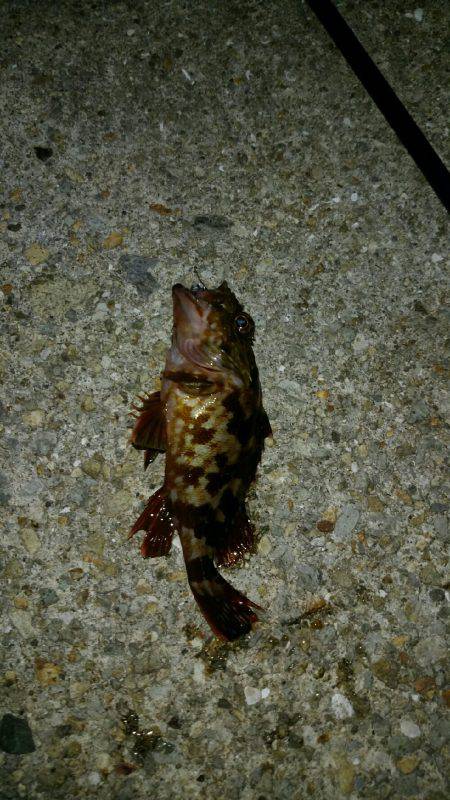 アジング中毒!!