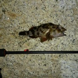 久々アジング！