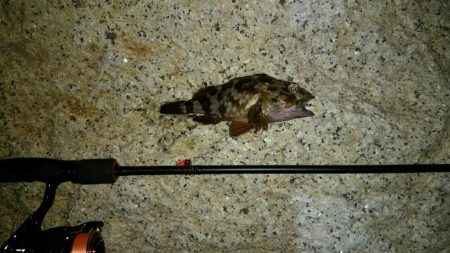 久々アジング！