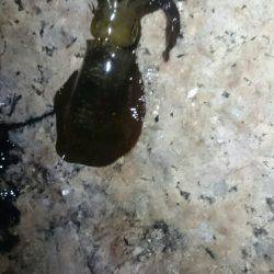 キープサイズが…