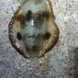 キープでけた。