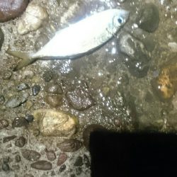 やっぱり面白い。